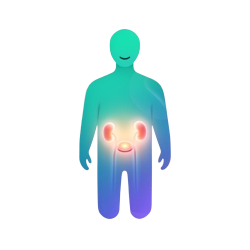 Bladder System Vector Anatomy